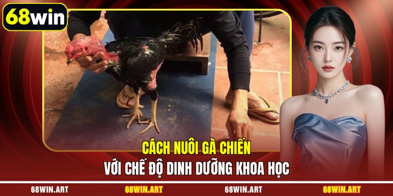 Cách nuôi gà chiến với chế độ dinh dưỡng khoa học
